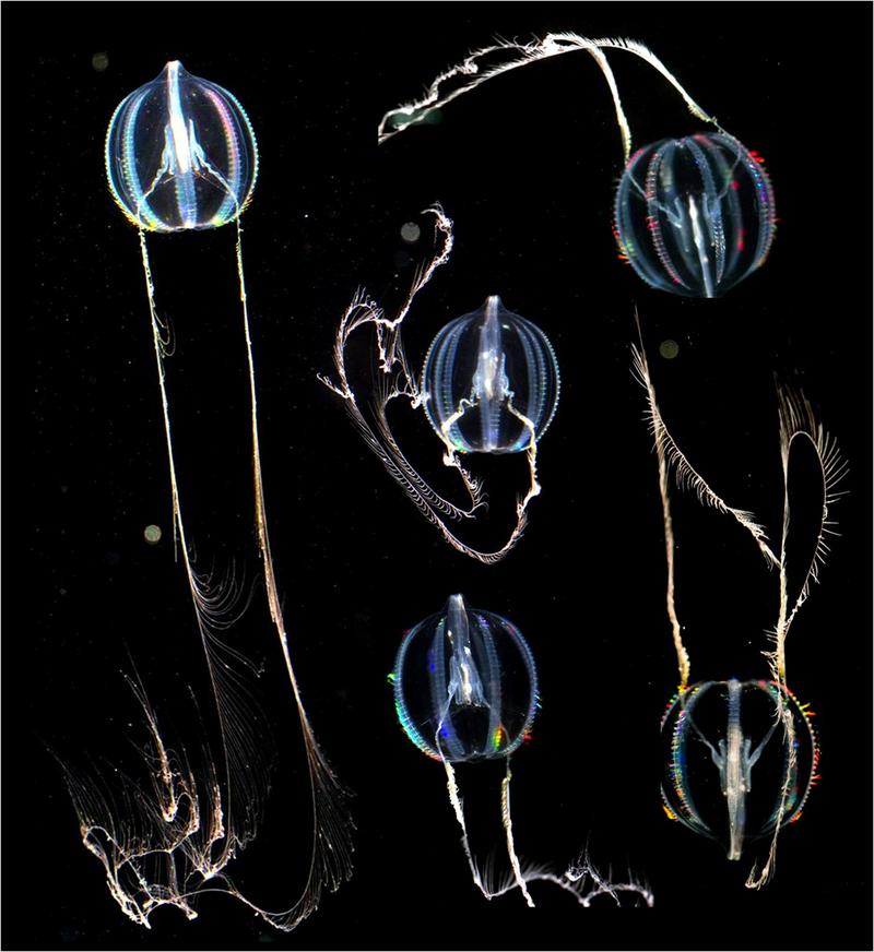 Which Came First Sponges or Comb Jellies? RealClearScience
