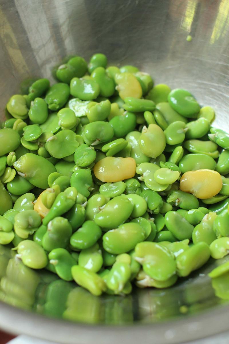 Why Fava Beans Can Kill You Video RealClearScience