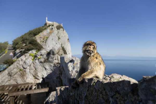 Gibraltar Fever: Britain Needs a Psychiatrist