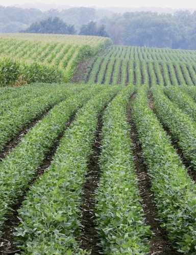 Why America Is No Longer the World's Bread Basket