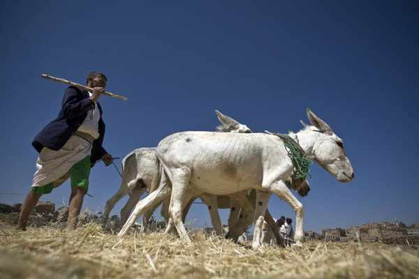 Boosting Rural Livelihoods Key to Helping Yemen