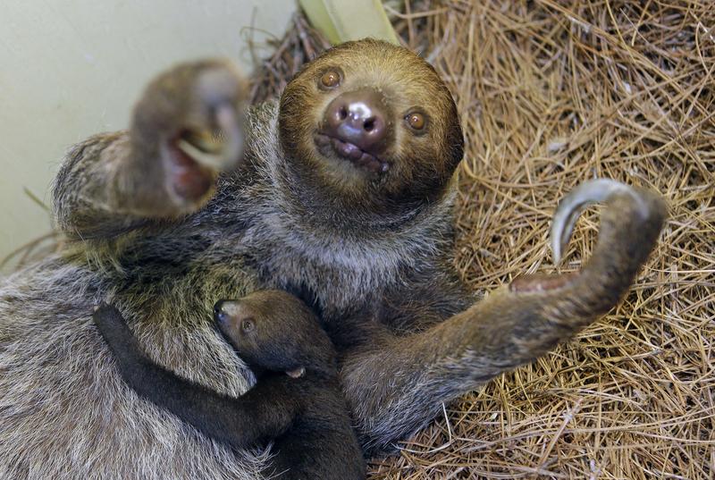 Why Are Sloths So Slow? Video RealClearScience