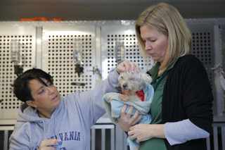 Saving Animals by Car, Van, Bus and Even Plane