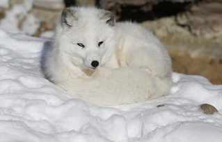 Scientists Amazed by Arctic Fox's Epic Trek
