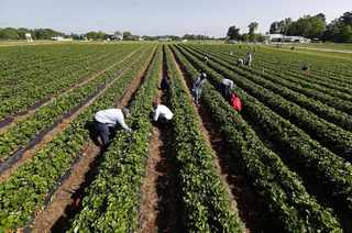 Will Fewer Immigrants Mean More Jobs?