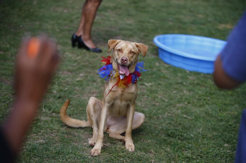 Test Your Dog's Intelligence With These Simple Tasks! Video