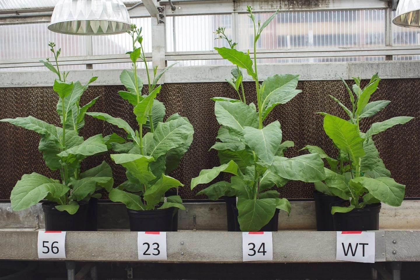 Photosynthesis Can Happen Without Sunlight RealClearScience