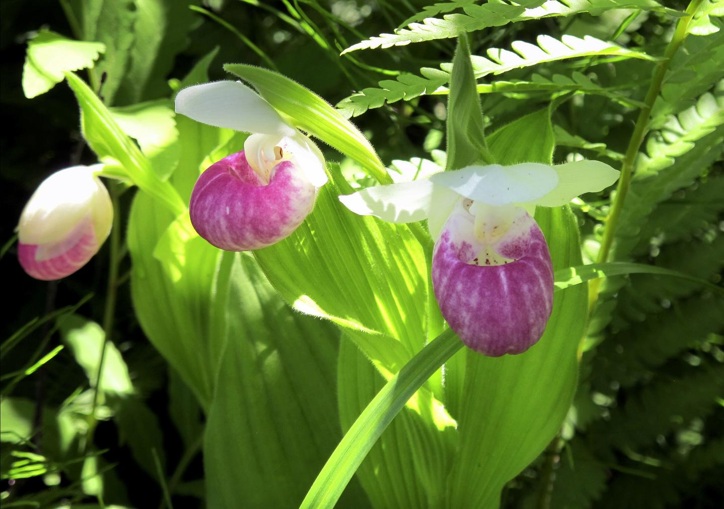 The Amazing Ways Plants Defend Themselves Video RealClearScience