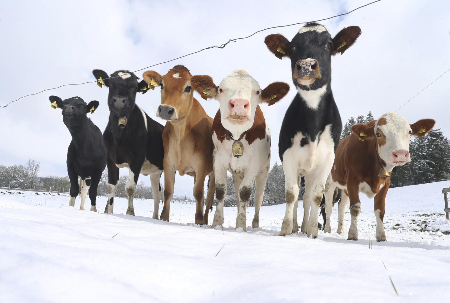 How Moldy Hay and Sick Cows Led to a Lifesaving Drug RealClearHealth