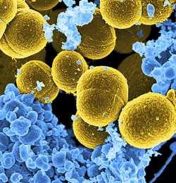 Bacteria Have Biological Clocks, Too