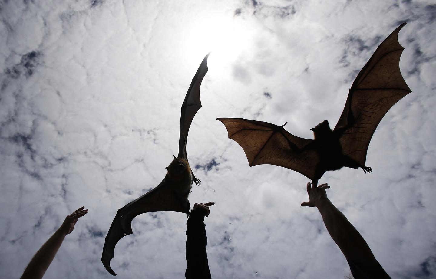 Technique Allows People to Hear Ultrasonic Sound, Bats RealClearScience