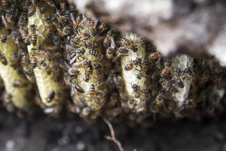 Why Some Bees Assassinate Their Queens RealClearScience