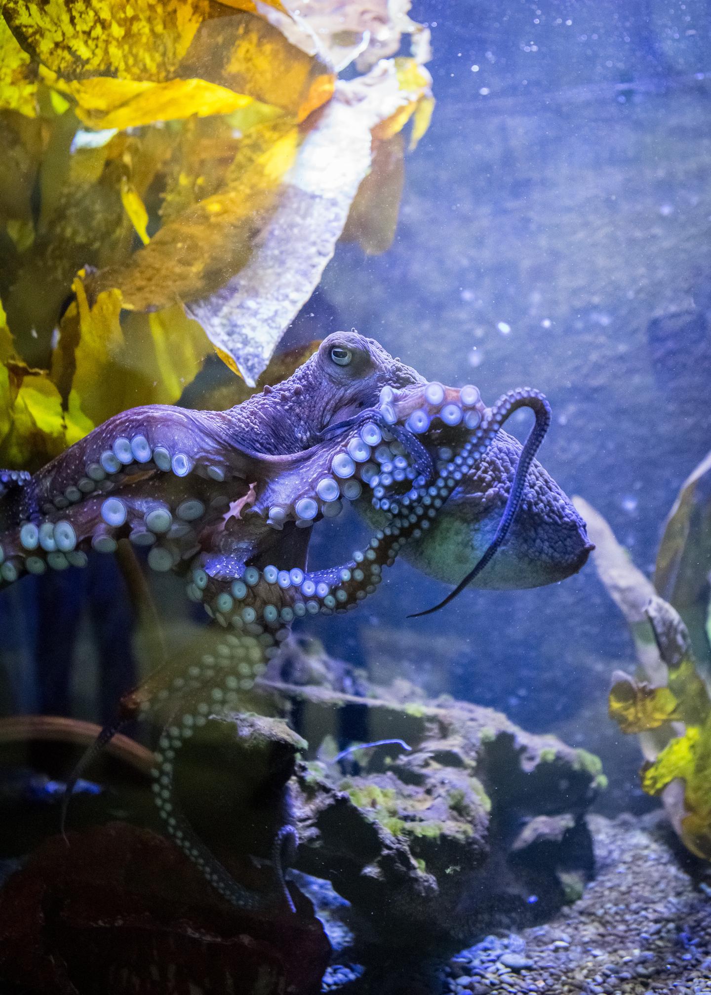 Octopuses Taste Their Food With Their Arms RealClearScience