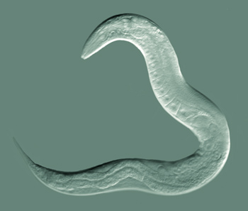 Worms Reveal Just How Cramped Cells Really Are