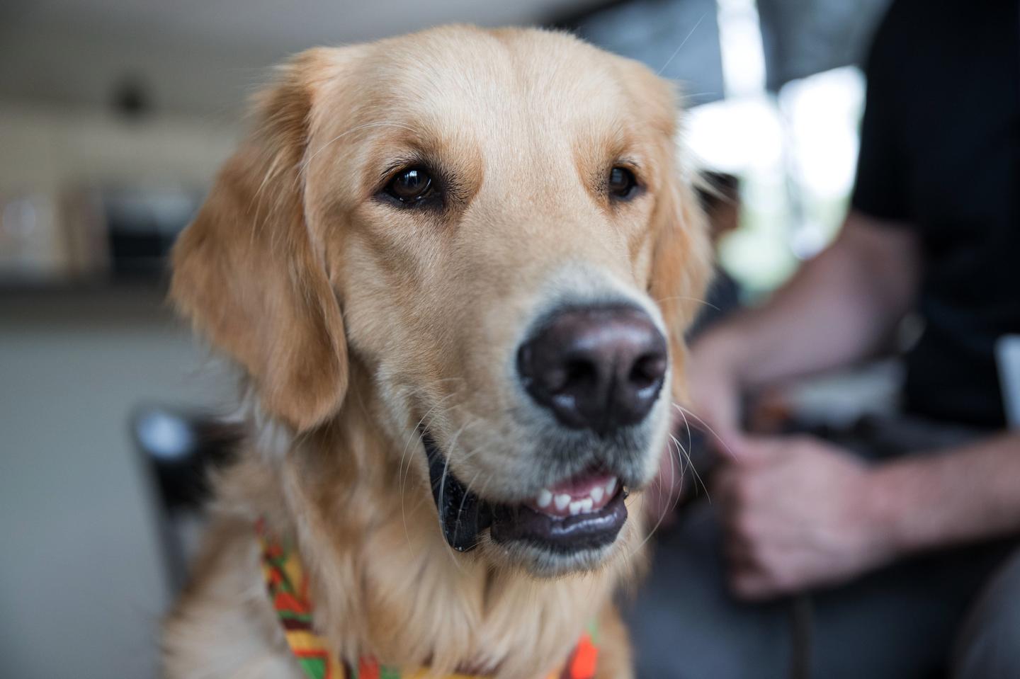 How Rabid Dog Saliva Became a Remedy in Canada RealClearScience