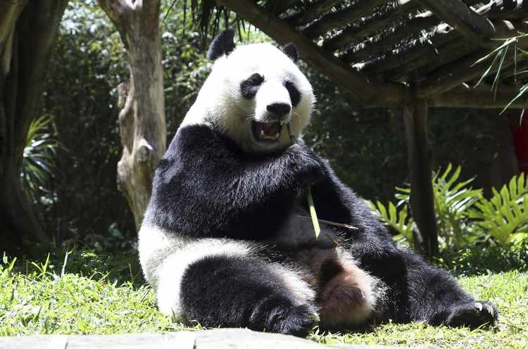 'Of Pandas and People': A Brief History of the Original Intelligent Design Textbook | RealClearScience