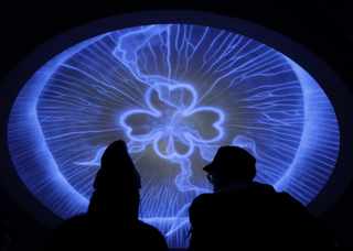 Imagining the Jellyfish Apocalypse | RealClearScience