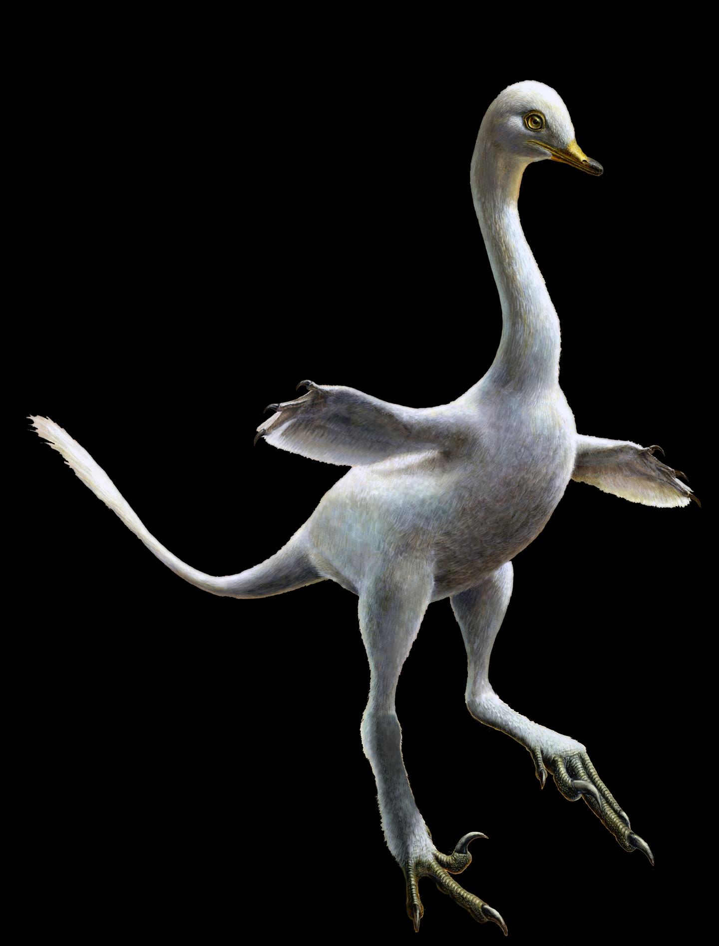 Odd New Dinosaur Was Part Raptor, Part Duck | RealClearScience