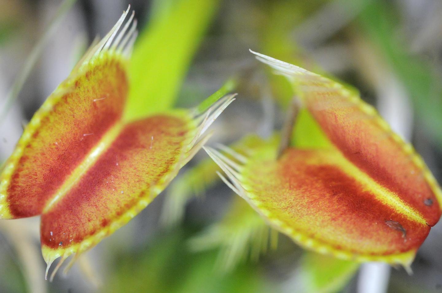 The Wild World of FleshEating Plants Video RealClearScience