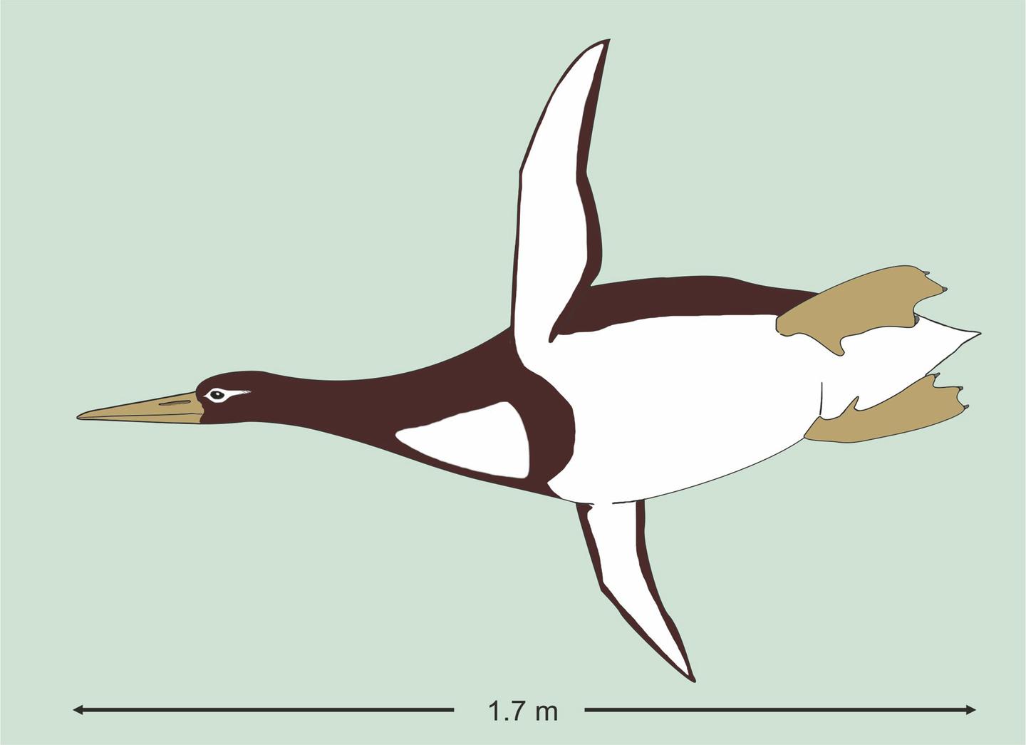 The Largest Penguin Ever Weighed a Whopping 340 Pounds | RealClearScience