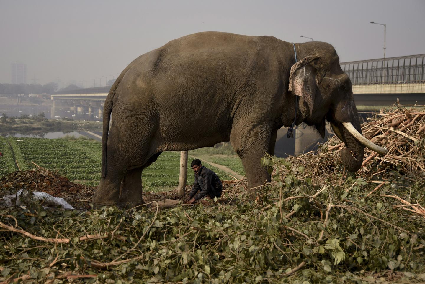 How to Make an Elephant Explode with Science Video RealClearScience