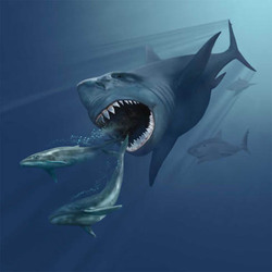 Ancient Megasharks Had Babies That Ate Siblings in Womb
