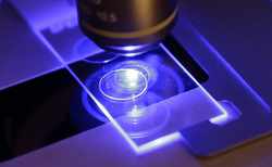 The Hidden Mathematical Dance Inside Plant Cells