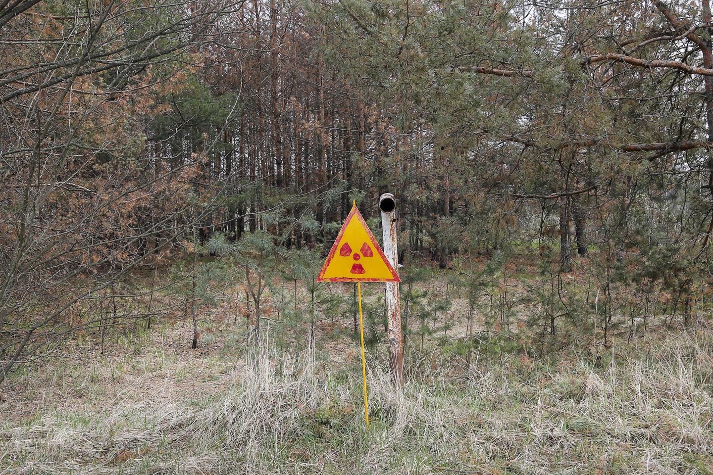 Why Didn't Chernobyl Kill All the Plants? RealClearScience