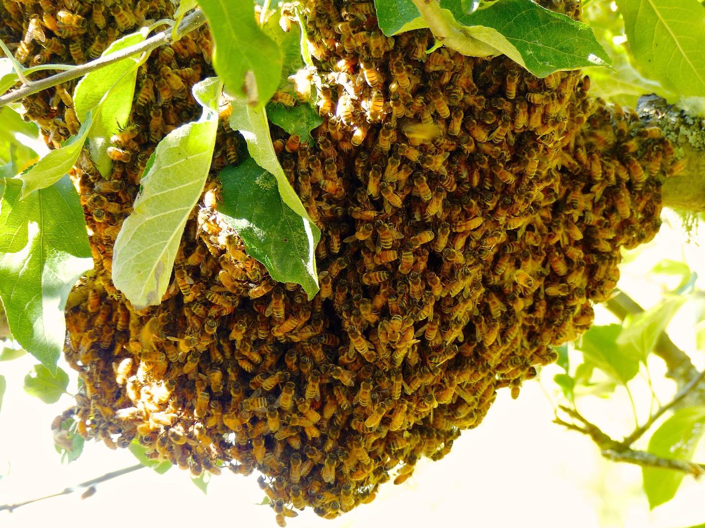 We Taught Bees a Simple Number Language | RealClearScience