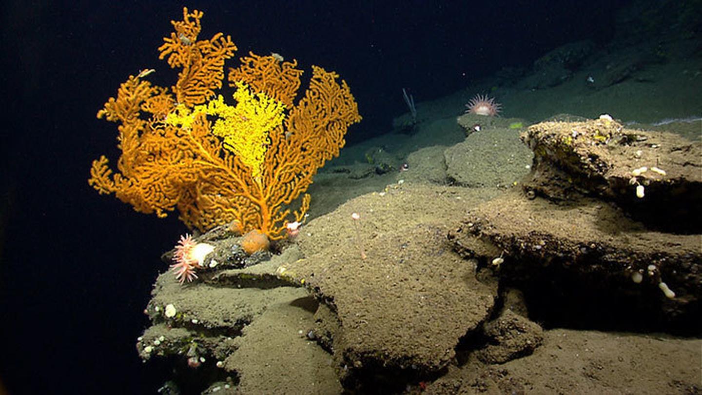 Huge Deep-Sea Coral Reef Found Off South Carolina | RealClearScience