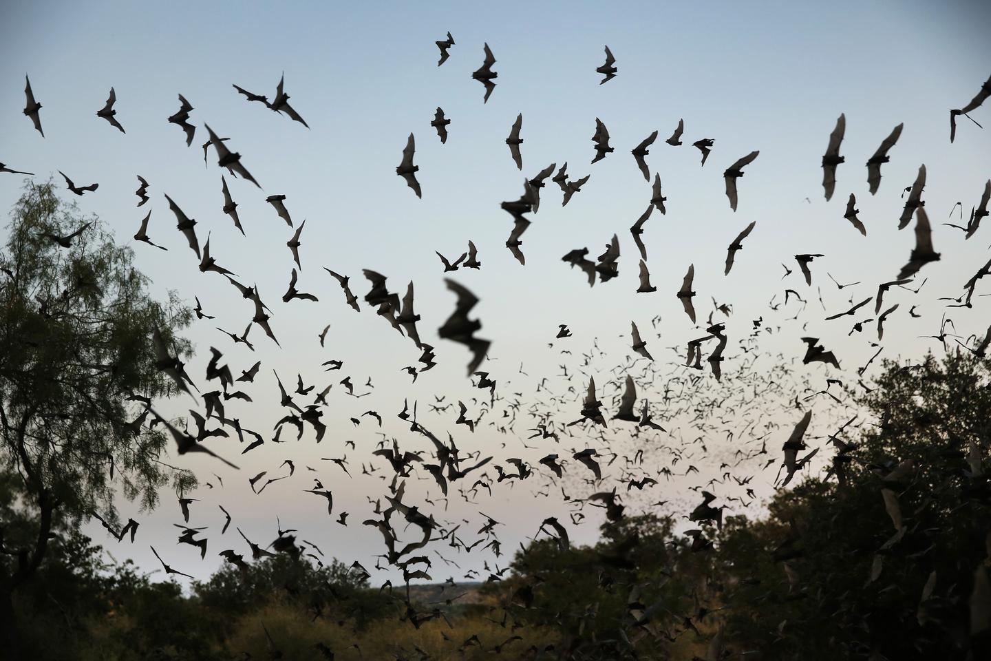Why Bats Are One of Evolution's Greatest Puzzles RealClearScience