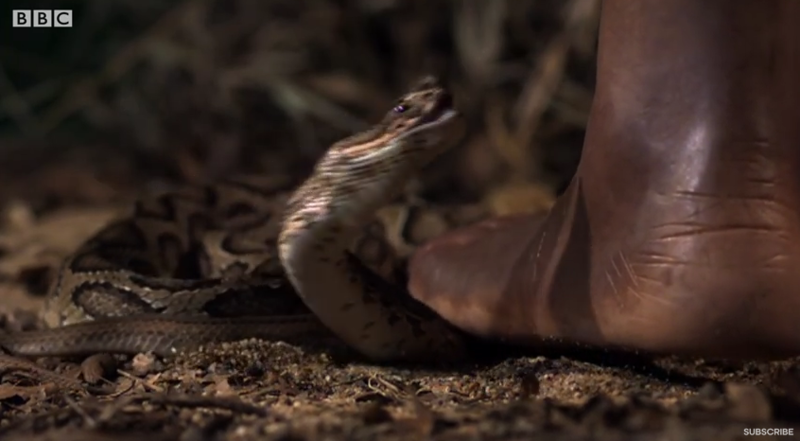 See The Horrifying Reality Russell Viper Bite Pictures - 9masof1