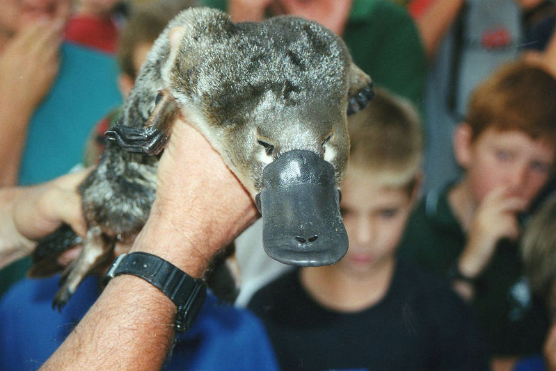 Platypus Genes Are Part Bird, Reptile, and Mammal | RealClearScience