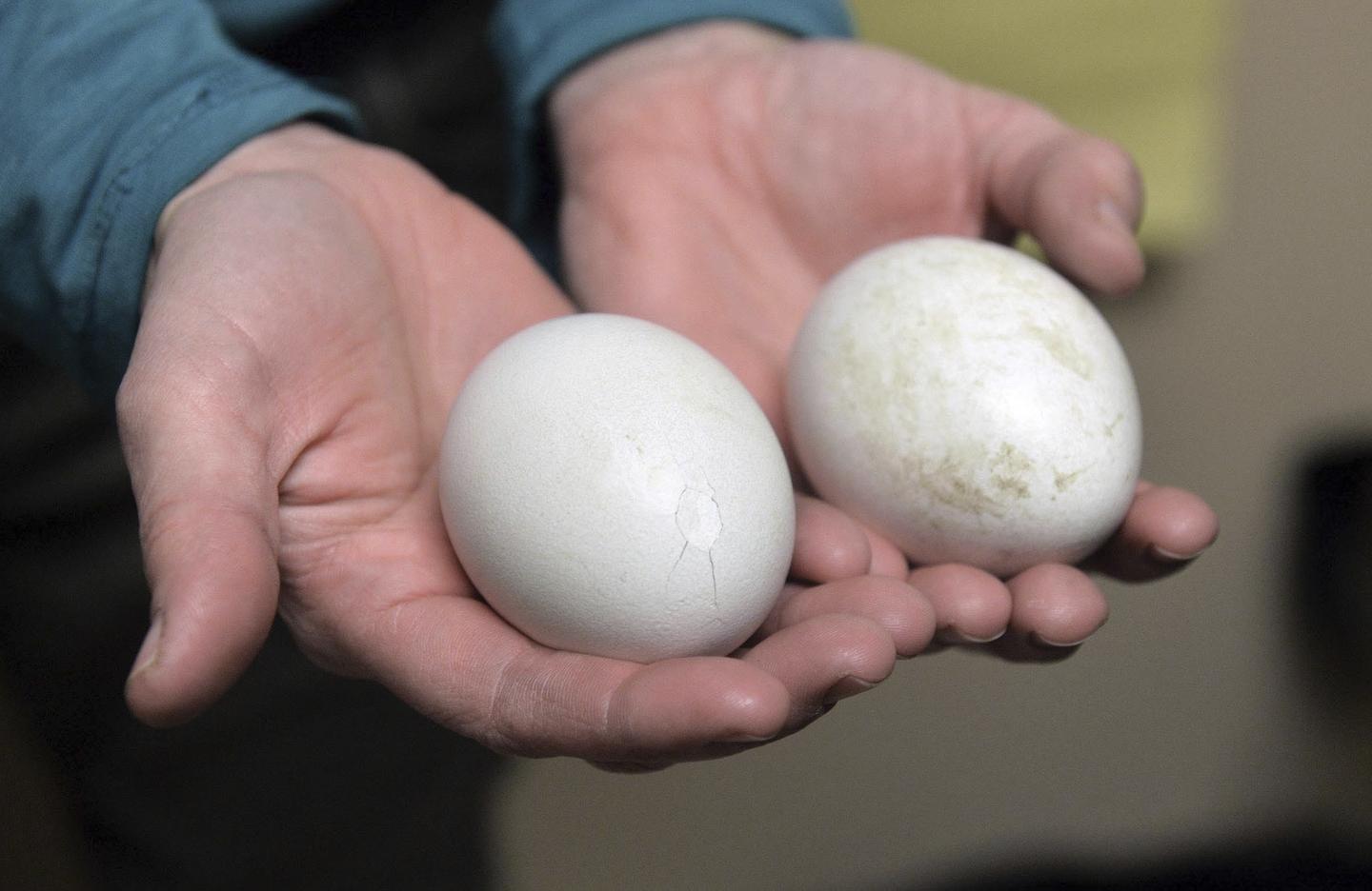 How Birds Get Oxygen Inside Their Eggs Video RealClearScience