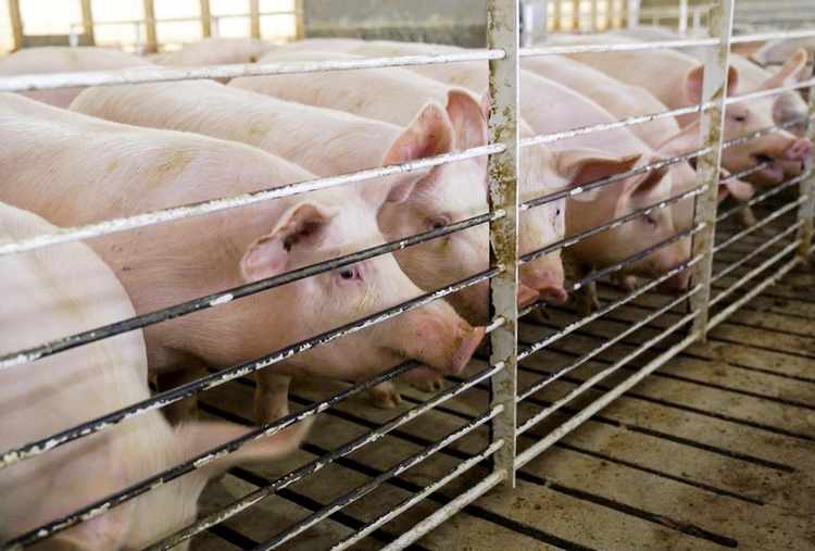 Pigs Could End the Transplant Waiting List