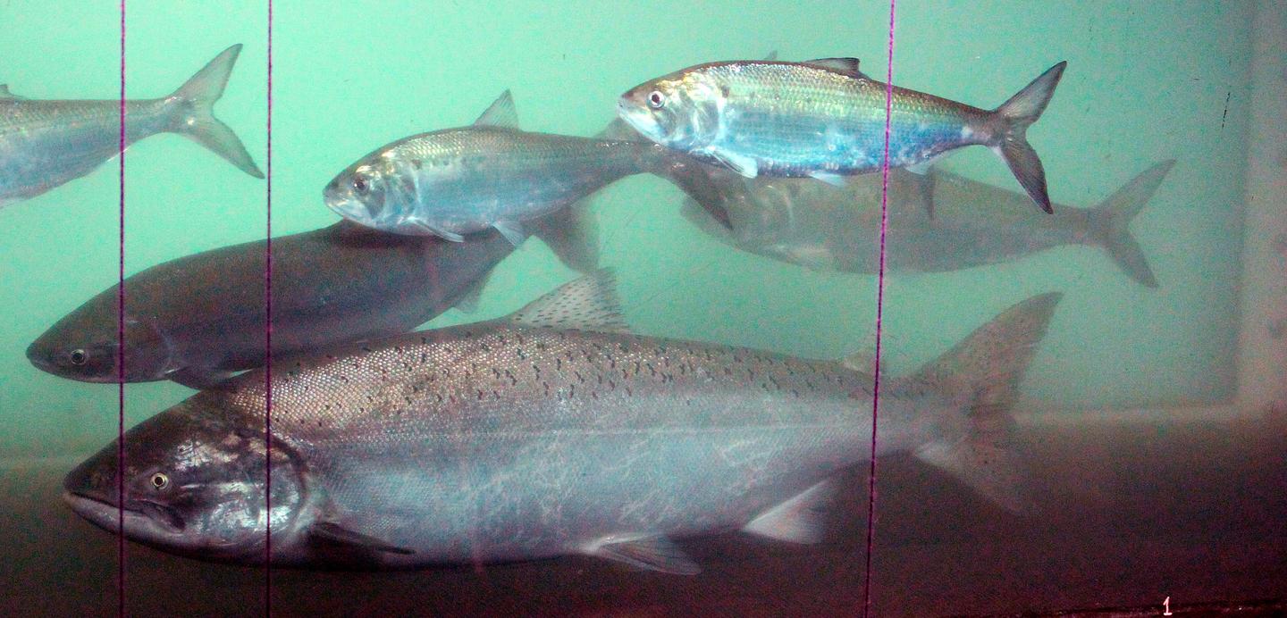 Fish Get Confused in Acidic Water RealClearScience