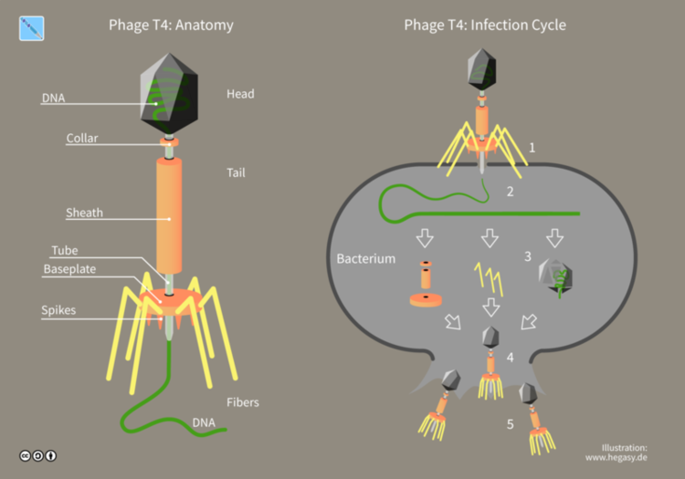 Scientists Use AI to Design a New Virus