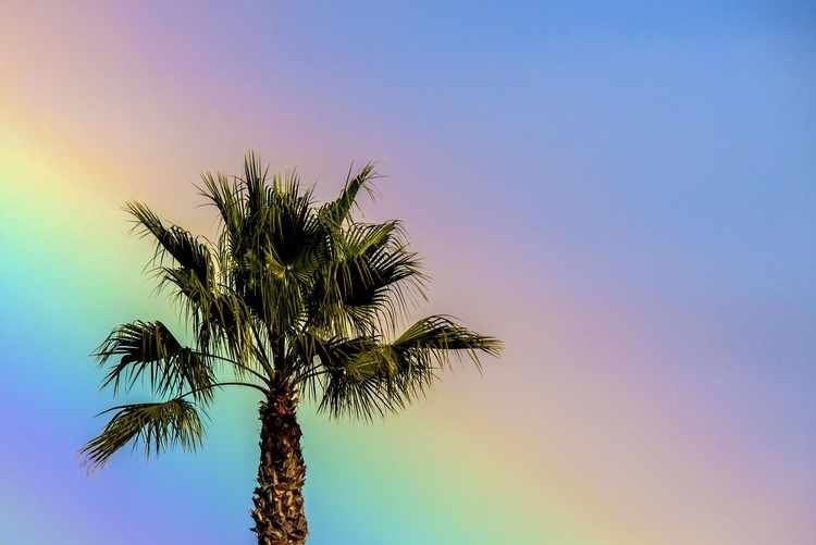 Why Are There Palm Trees in Los Angeles? RealClearInvestigations