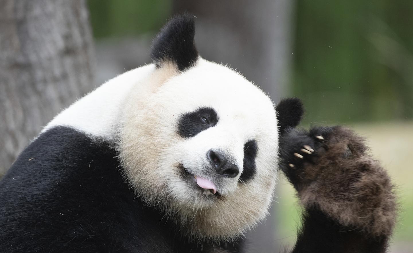 Why panda. Mating pandas.