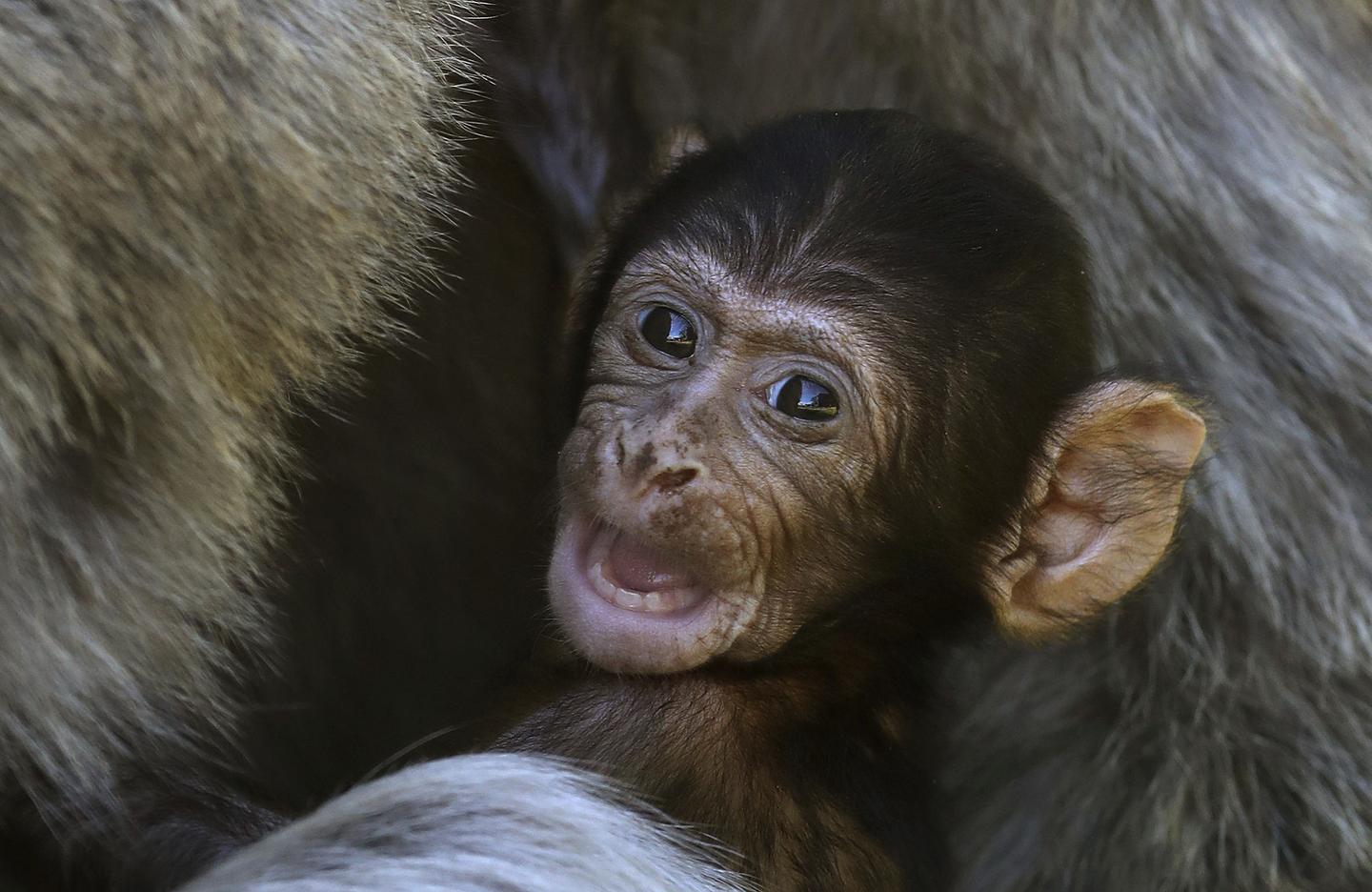 Primate Relationships Are Messier Than We Thought RealClearScience