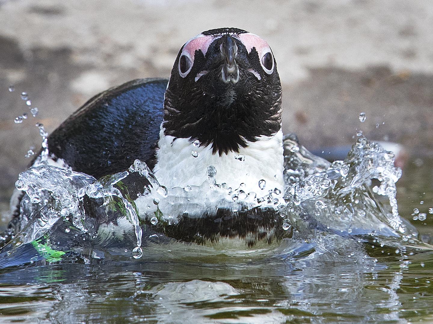 What Can Dead Penguins Teach Us About Climate Change? | RealClearEnergy