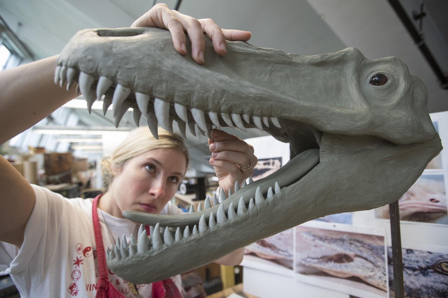 Where Do Teeth Come From Video RealClearScience