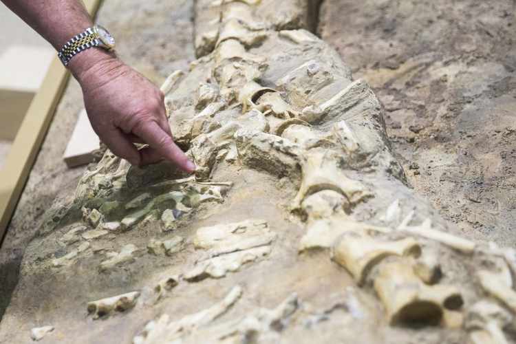 Paleontology's Five Biggest Discoveries in 2018 RealClearScience