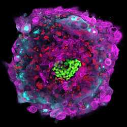 Is Your Embryo Harvard Material?