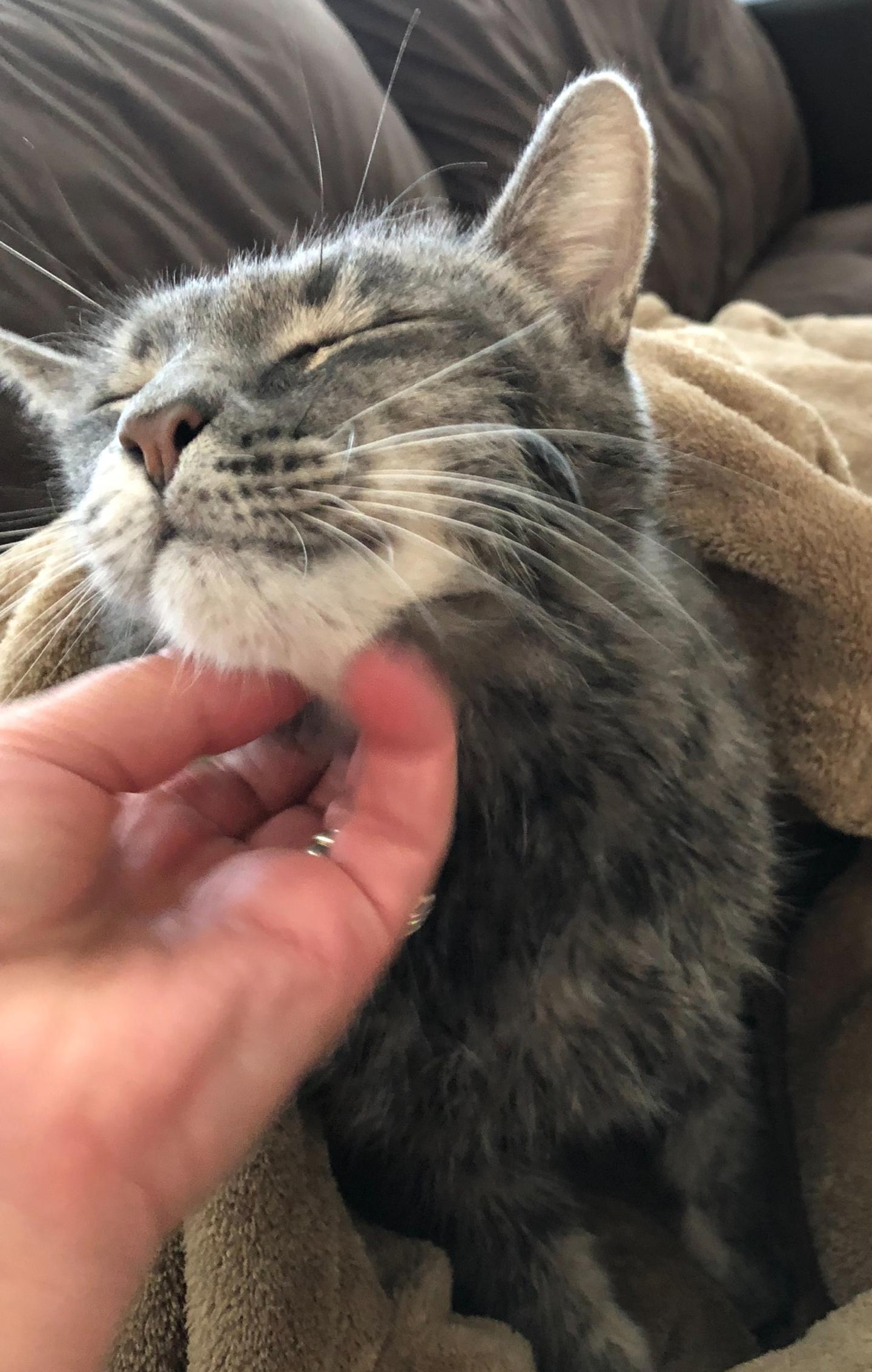 Why Do We Think Cats Are Unfriendly? RealClearScience