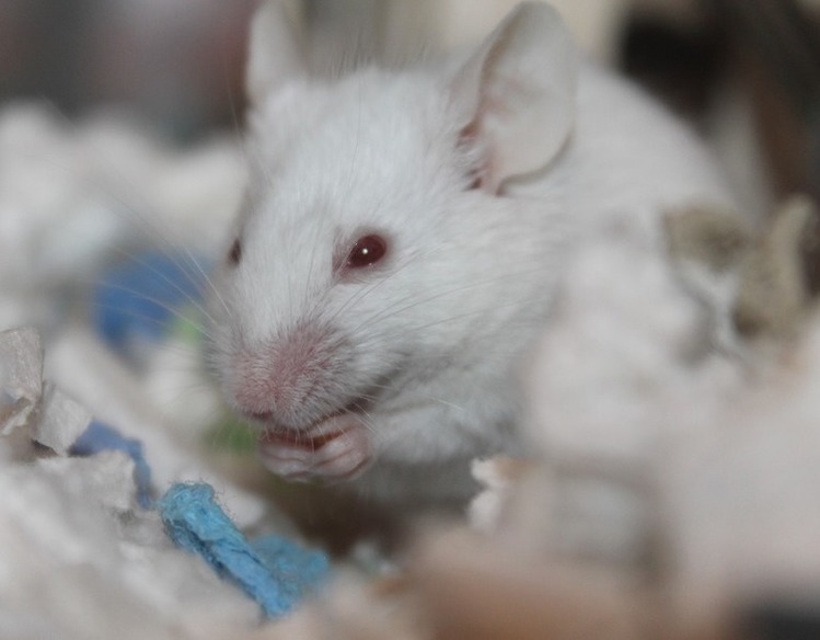 Intermittent Fasting Increases Lifespan in Male Mice