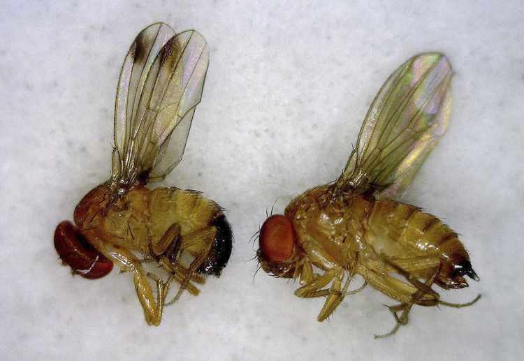 Drug Extended Lifespan in 3 Different Species by More Than 25%