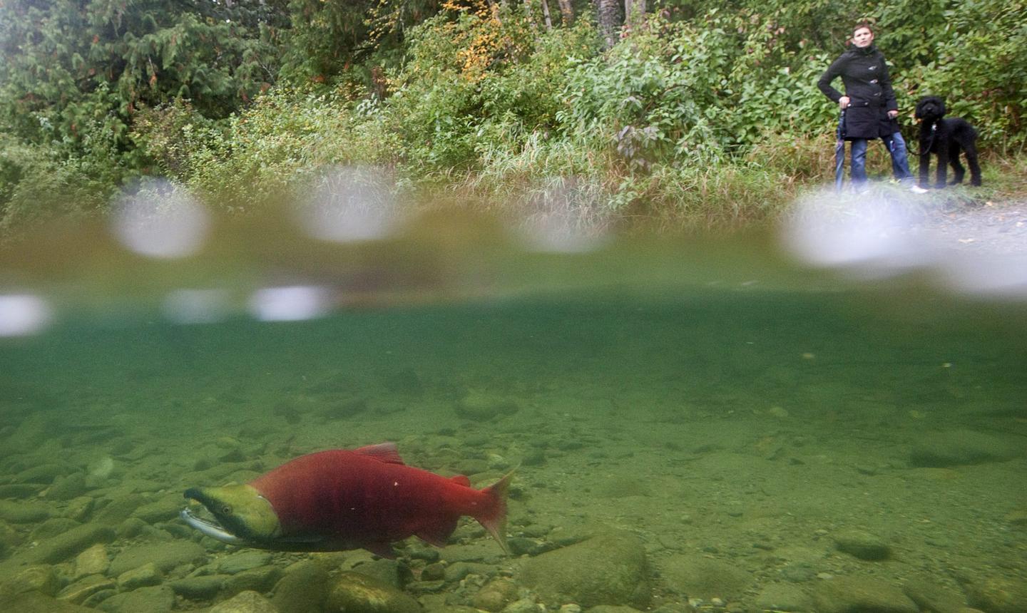 Do Fish Pee? Video RealClearScience