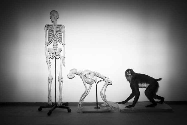 Human Evolution Was Messy and Gradual, Not Abrupt