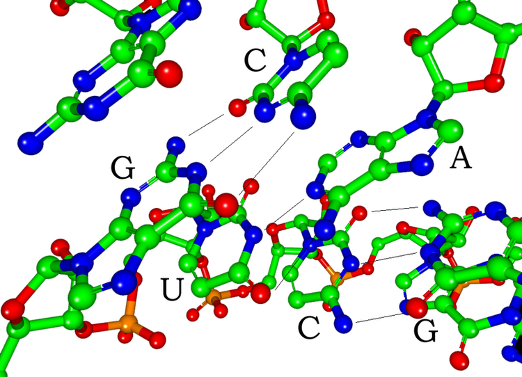How RNA and Amino Acids Could Have Joined Together